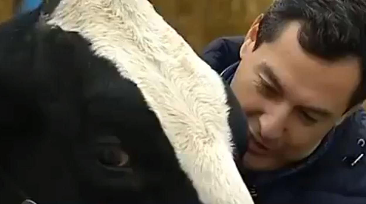 Juanma Moreno, con la vaca