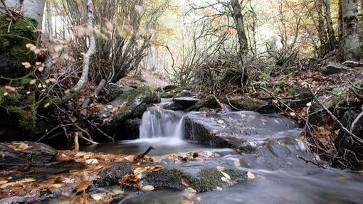 Río Lillas, en el hayedo de Tejera Negra