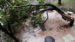 Un árbol caído en Valencia