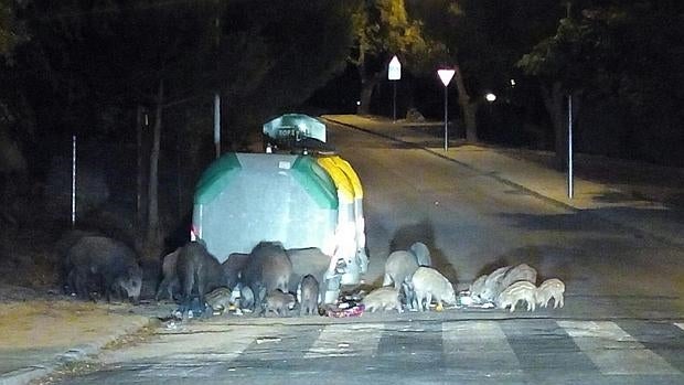 Una manada, en una urbanización de Torrelodones