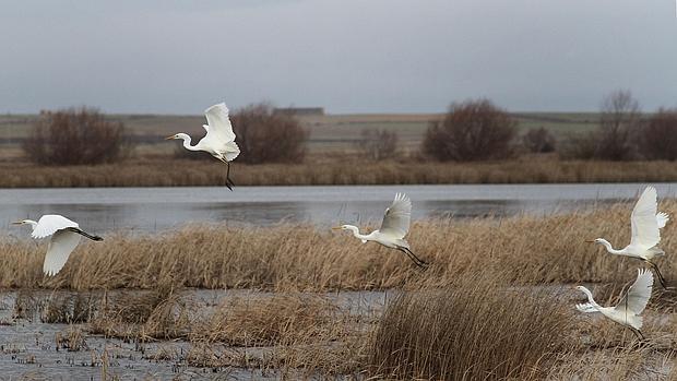 Laguna de la Nava, en Palencia