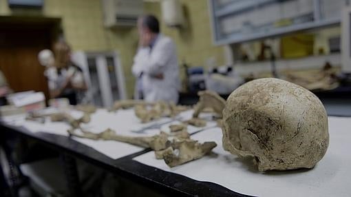 Esqueleto listo para su estudio en el departamento de Antropología