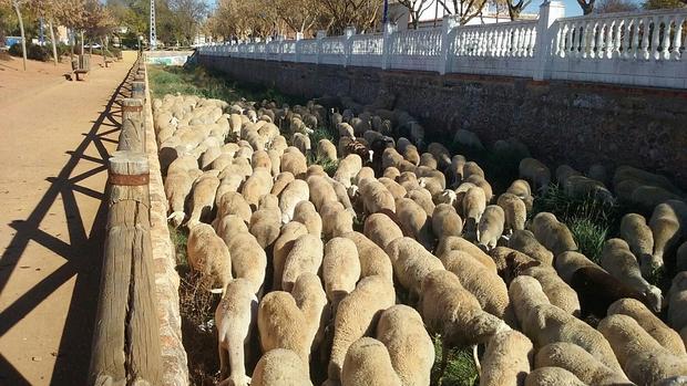 Las oveja por el cauce del río Azuer