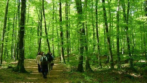 La Fageda d'en Jordà