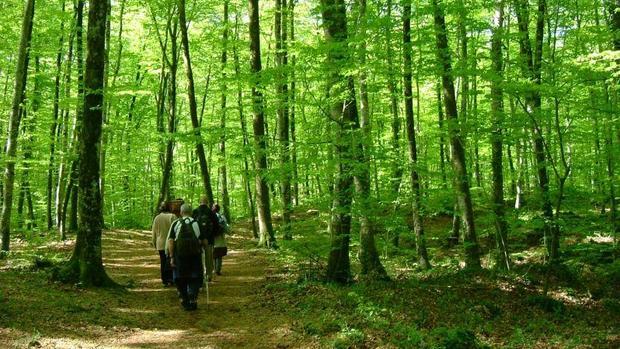 La Fageda d'en Jordà