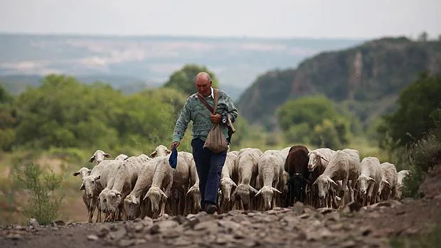 Rebaño de ovejas en el monte