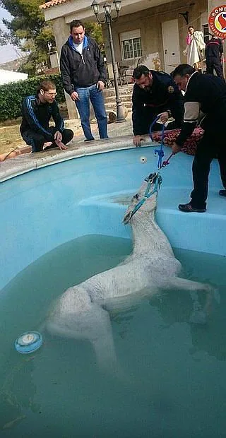 El animal dentro de la piscina de una vivienda de Llíria