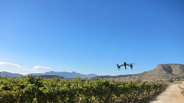 Un dron sobrevolando una plantación de viñedos del Vinalopó
