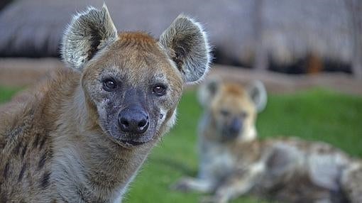 Hienas en el Bioparc de Valencia