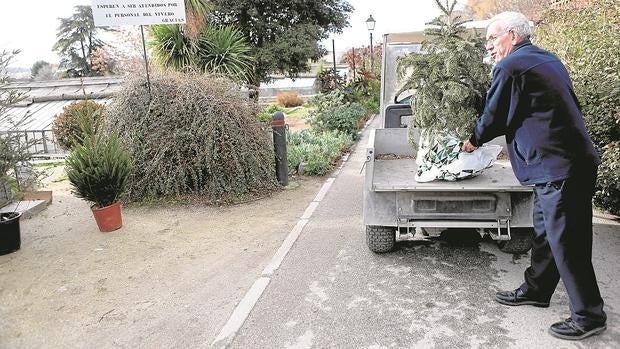 Un hombre deposita un abeto, ayer, en el vivero del Retiro