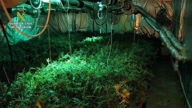 Desmantelan un macrolaboratorio de marihuana en Villanueva de Perales