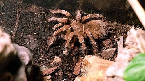 La araña más grande del mundo, la tarántula Goliat