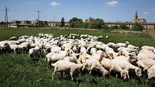 Cuando el instinto animal supera a la tecnología