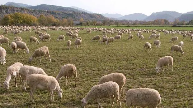 Imagen de archivo de un rebaño de ovejas en el Pirineo aragonés