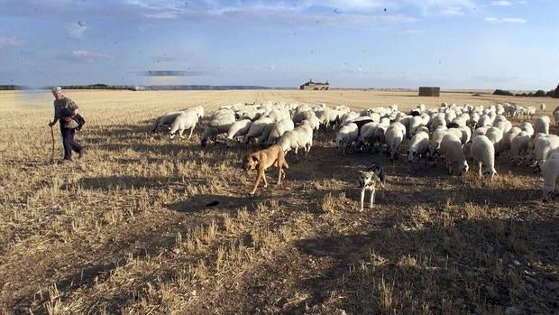 Trigueros del Valle, Premio Capital Animal por declarar a sus perros y gatos «vecinos no humanos»