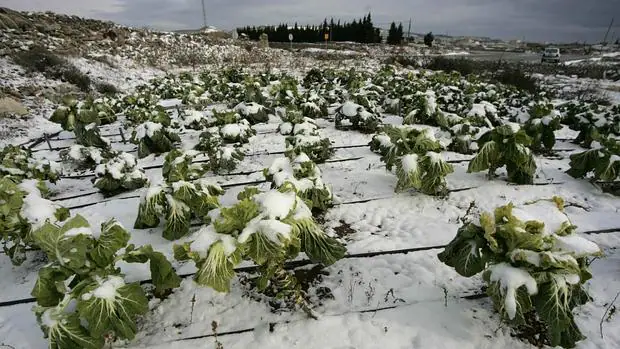 Imagen de cultivos afectados por las heladas en el interior de la provincia de Castellón