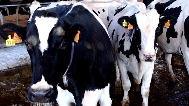 Galicia aglutina el 40 por ciento de la producción nacional de leche