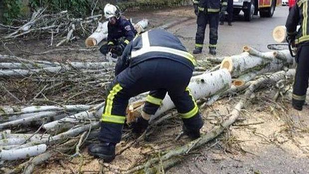 La mitad de las incidencias se han debido a caídas de árboles o ramas