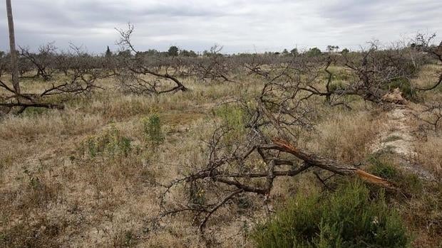 Árboles secos por falta de lluvia en el campo de Elche.