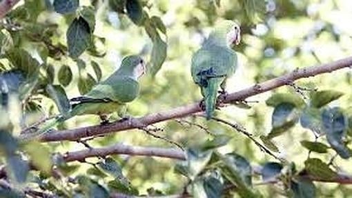 Los animales más peculiares encontrados en Madrid