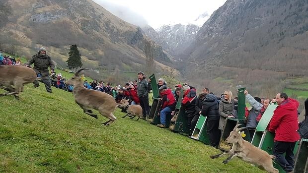 Suelta de cabras montesas de Madrid en la vertiente francesa de los Pirineos