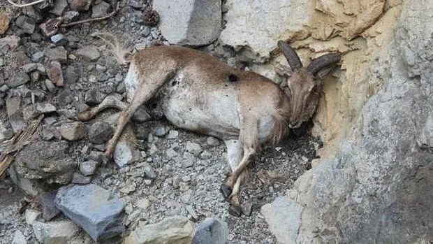 Una de las cabras víctimas de las batidas en Gran Canaria
