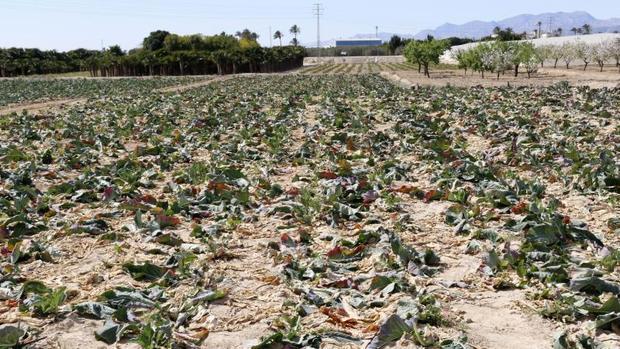 El Consell recorta a la mitad el presupuesto para desarrollo rural en Alicante