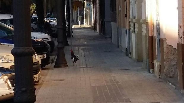 Imagen de un gallo suelto en la calle de la Barraca tomada este martes