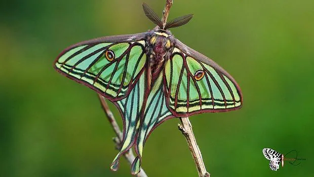 Mariposa isabelina o Actias Isabelae, una de las más hermosas del mundo