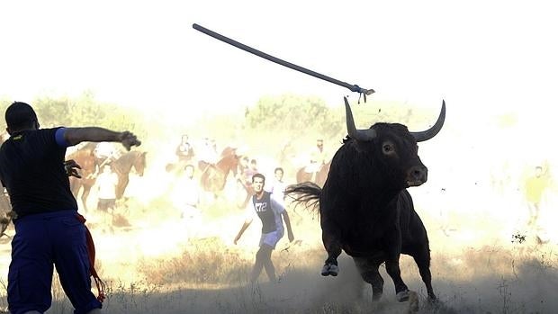 Toro de la Vega: Una «muerte» lenta, pero previsible