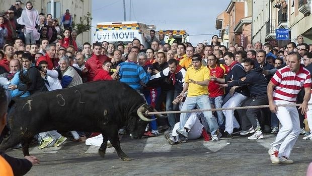 Toro enmaromado de la localidad zamorana de Benavente