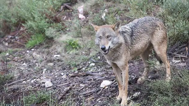 Una de las especies que habitan en el Centro del Lobo Ibérico de Sanabria