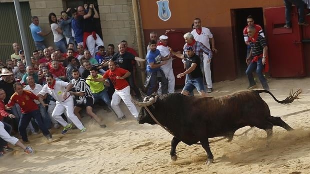 Toro enmaromado de Benavente