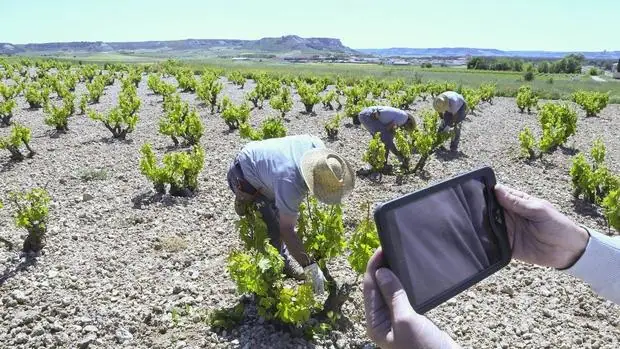 Bodegas Emilio Moro y Telefónica suscriben un acuerdo para impulsar la I+D+i en el campo de la viticultura