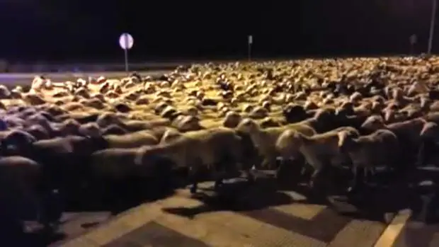 Las ovejas, la pasada noche, campando a sus anchas por una avenida de la capital oscense