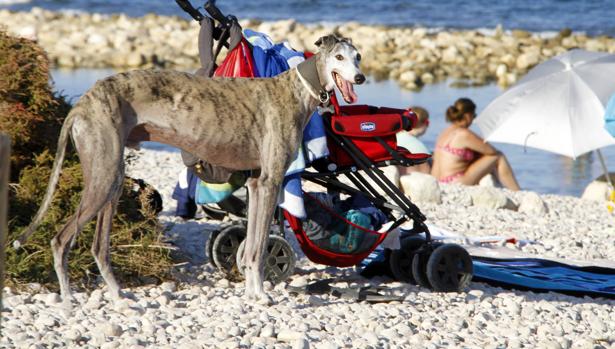 Imagen de la playa para perros de El Campello