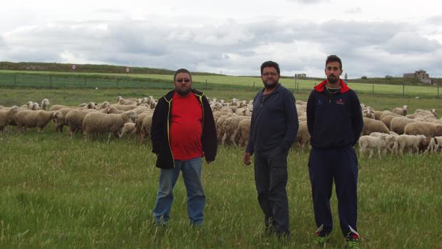 Fernando Pastor, Ángel Pastor y Miguel Mayo, con su rebaño en Armuña (Segovia)