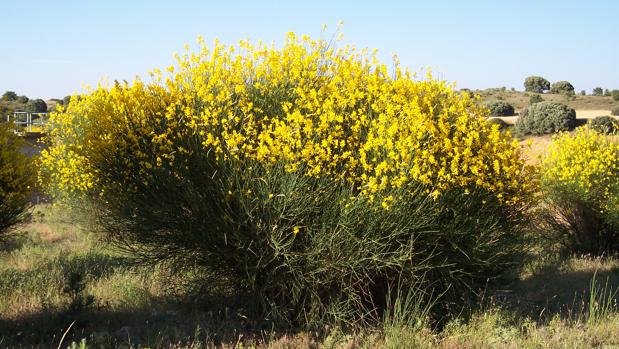 El arbusto «spartium junceum», una planta invasora que se plantó hace décadas en los arcenes de la carretera de La Coruña