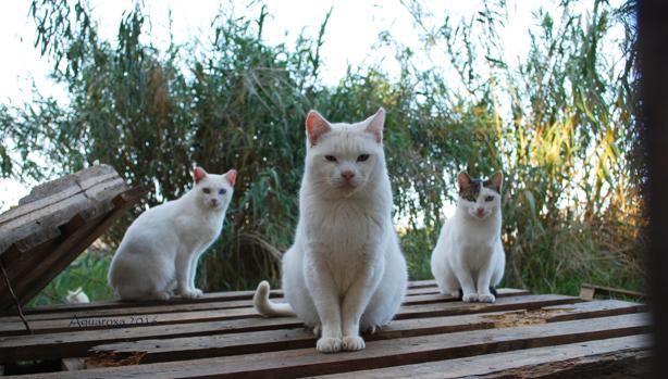 Imagen de una colonia de gatos asentada en el Bioparc de Valencia