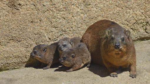 Bioparc recibe al coipú, una de las especies exóticas invasoras más dañinas del mundo