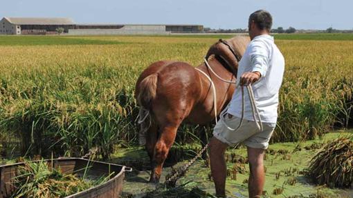 Imagen de unos cultivos de arroz en Sueca