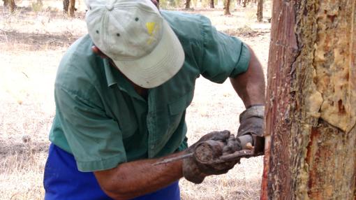 Un resinero prepara el pino para extraer la resina