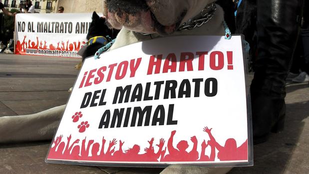 Un hombre se enfrenta a ocho meses de cárcel por pegar a su perro hasta dejarlo cojo