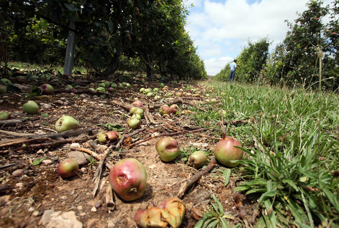 Fruta tirada al suelo y dañada por una tormenta de pedrisco