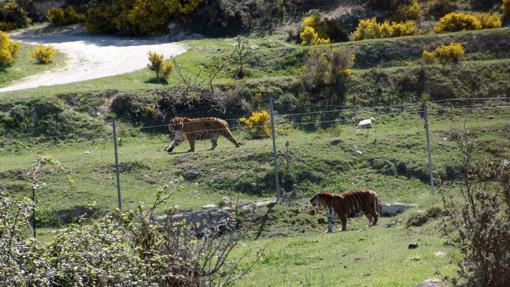 Tigres en el Safari Aitana.