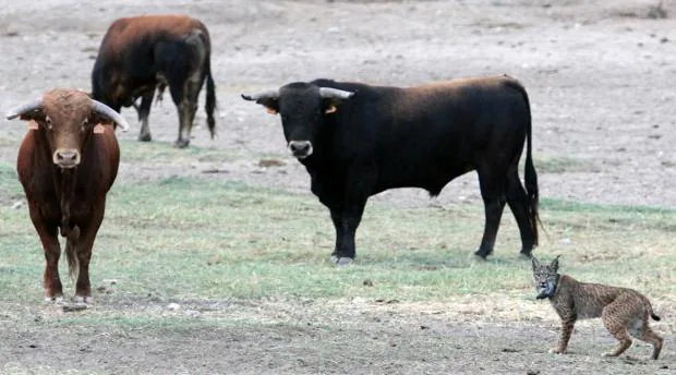 Kuna, con los toros de lidia de una ganadería toledana