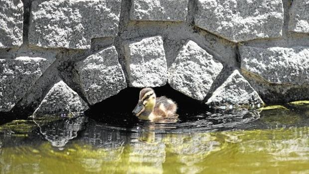 El último pato del Retiro se resguarda del sol escondido en el trazado subterráneo de un estanque
