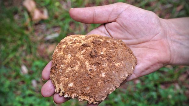 Hallado en Atapuerca un parietal humano del Pleistoceno Medio