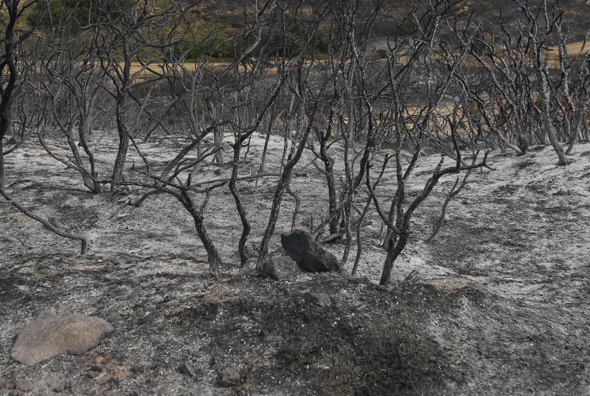 En Zaragoza y su entorno se han producido en el último mes varios incendios forestales que se sospecha que han sido intencionados
