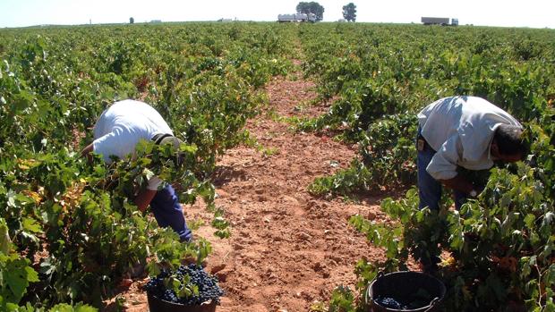 Imagen de archivo de la vendimia en una bodega de Castilla-La Mancha